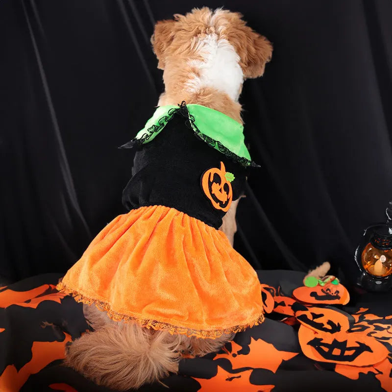 Halloween pet costume for dog or cat, shown as a pumpkin skirt and a sweater in crystal velvet fabric.