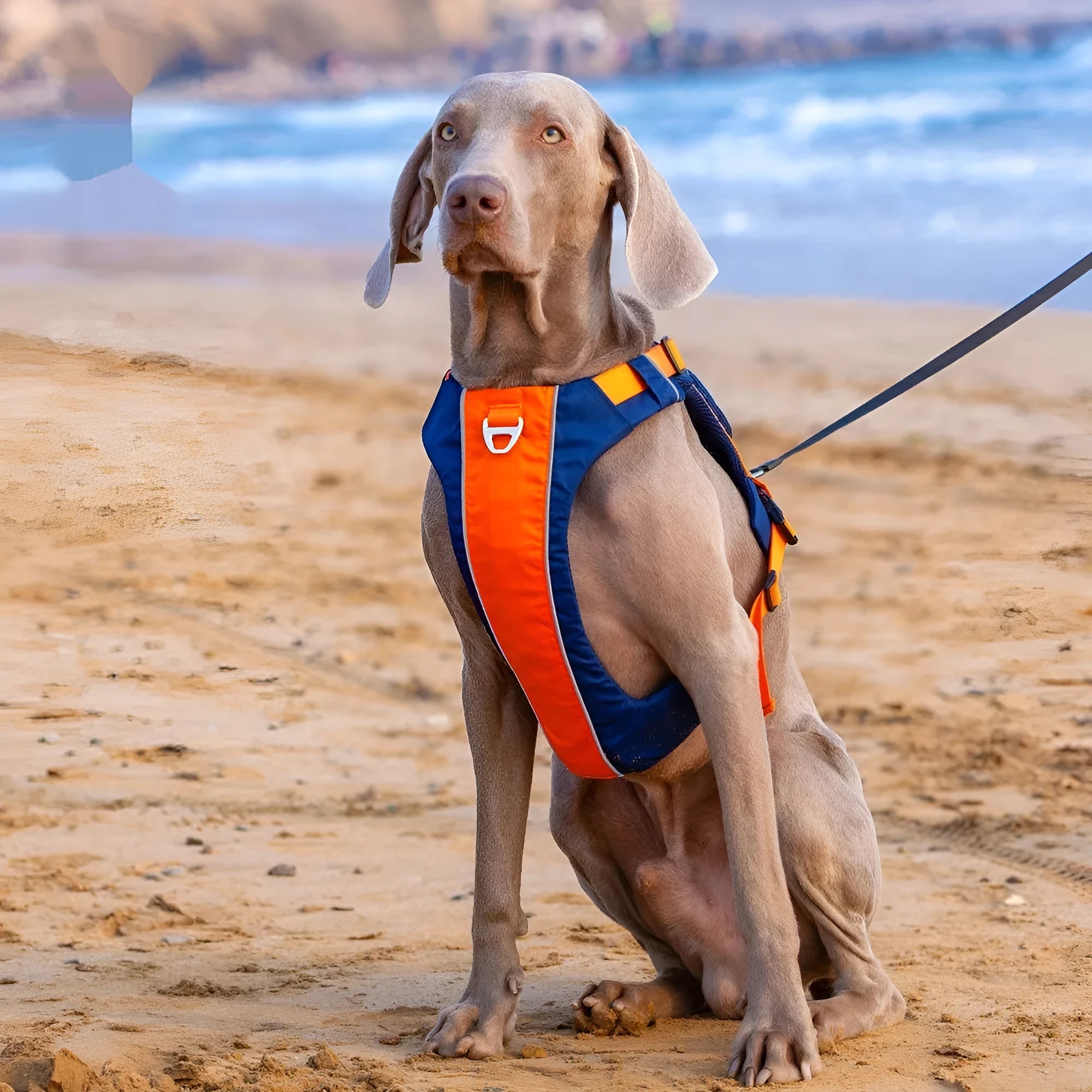 Orange blue nylon dog vest harness with hand rope attachment on single chest back design