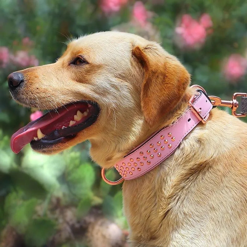 Leather dog collar with metal rivets in chocolate colour, shown alongside pink and black options.