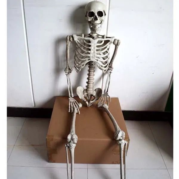 170cm tall plastic skeleton prop with realistic human proportions for Halloween decorations