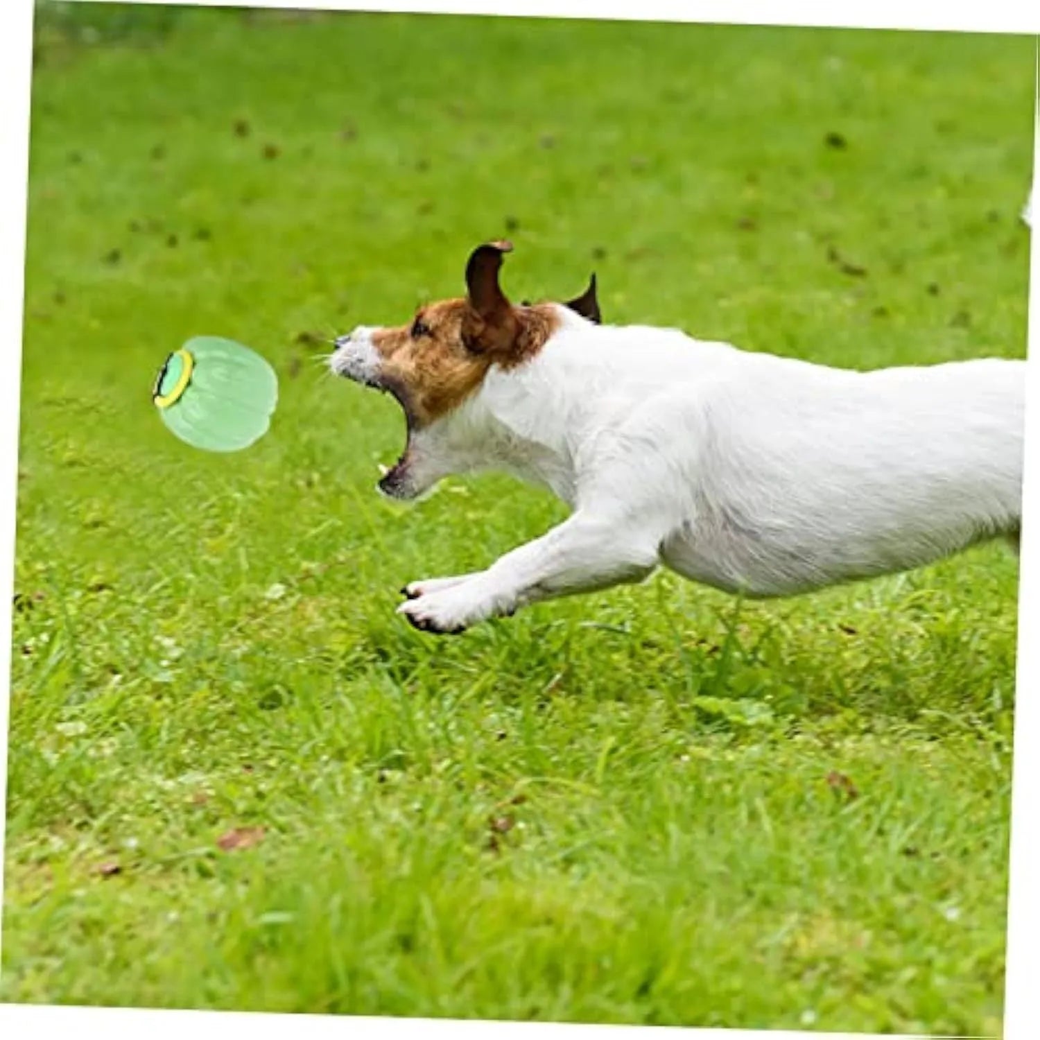 Green, orange, and yellow Halloween pumpkin-shaped dog ball toy with squeaker for small dogs.