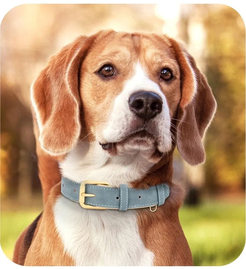 Double-layer leather dog collar and matching lead in rose red, brown or blue