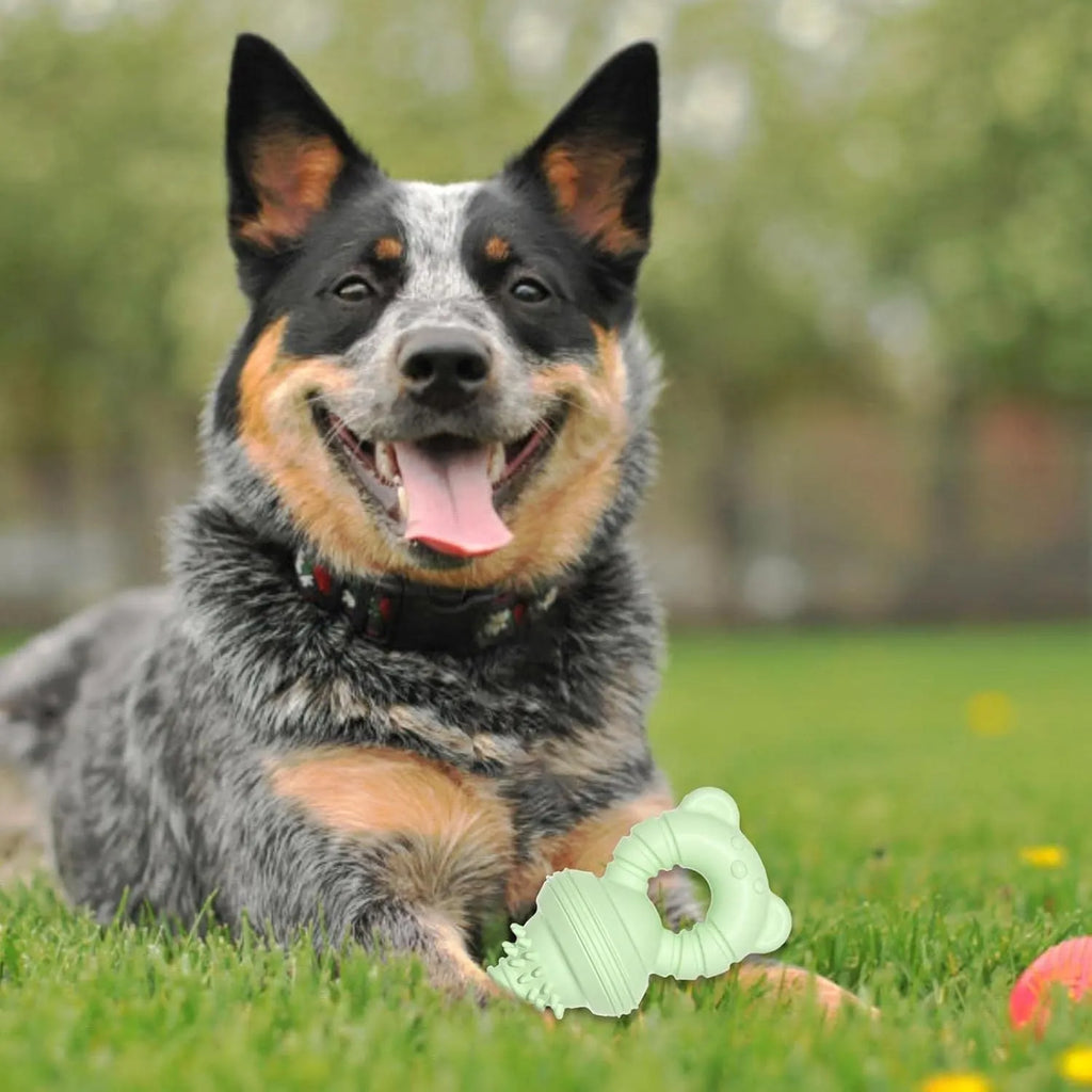 Blue molar-shaped rubber dog chew toy with textured concave-convex surface for teeth cleaning