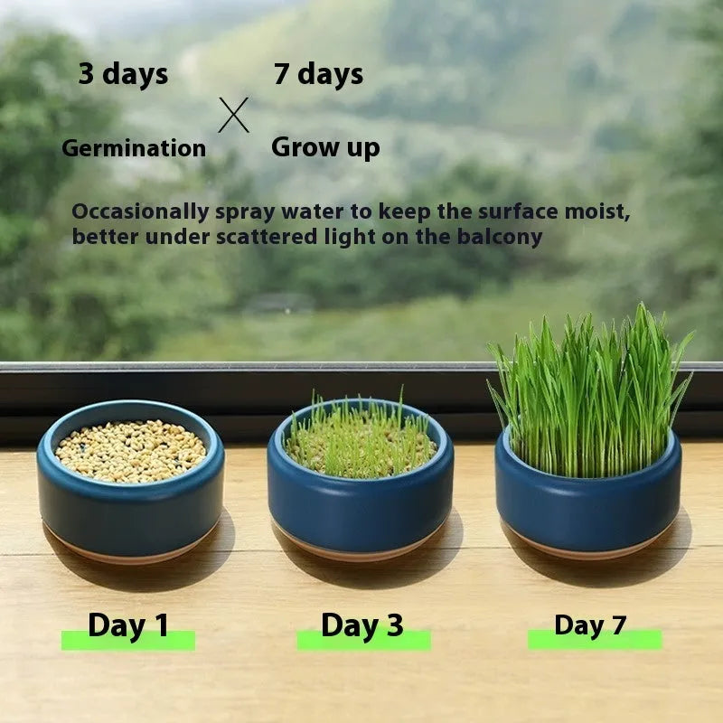 Blue, green, and yellow hydroponic cat grass cups with packets of seeds for soilless indoor growing.