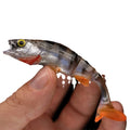 Fish T Tail soft fishing lure in realistic fish colour for catfish and sea fishing