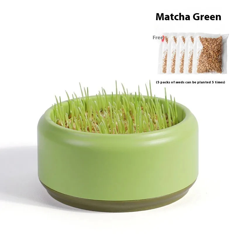 Blue, green, and yellow hydroponic cat grass cups with packets of seeds for soilless indoor growing.