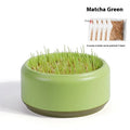Blue, green, and yellow hydroponic cat grass cups with packets of seeds for soilless indoor growing.